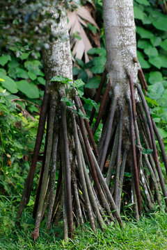 Stelzenpalmen (Socratea) Palmengew&auml;chs Zentralamerika und S&uuml;damerika