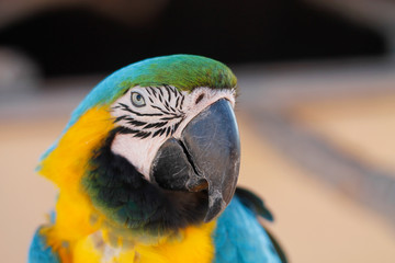 Blue and Yellow/Gold Macaw Parrot Closeup