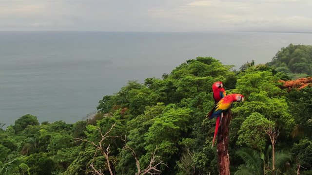 Wild Macaw parrots perched above tropical jungle in Costa Rica aerial view with copy space and ocean backdrop