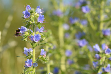 Blauer Natternkopf mit Hummel in der Blüte