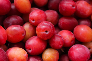Plum fruit. Fresh ripe red plums as a background