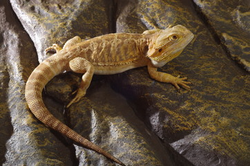 게코. 도마뱀.애완용. 애완용도마뱀.