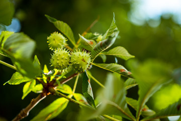 Chestnut. Chestnut Leaves. Chestnut branch with fruits.