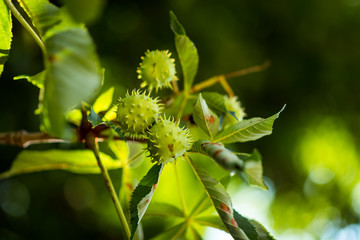 Chestnut. Chestnut Leaves. Chestnut branch with fruits.