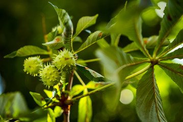 Chestnut. Chestnut Leaves. Chestnut branch with fruits.
