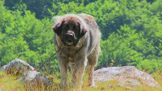 Big mountain shepherd dog. Mountain dog kept village household