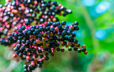 black elderberry fruits on a bush
