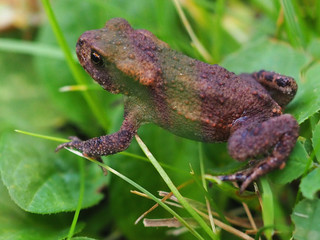 frog in the grass