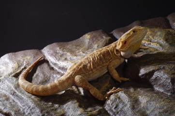 게코. 도마뱀.애완용. 애완용도마뱀. 