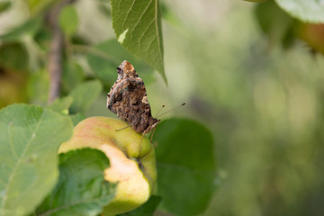 Admiral / Schmetterling