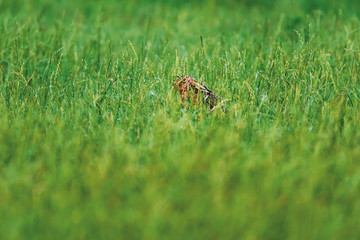 Hare between tall grass in morning sunlight.