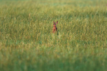 Hare stands between tall grass in evening sunlight.