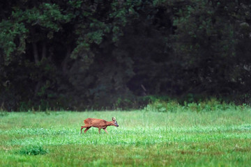 Young roebuck in meadow looking for food.