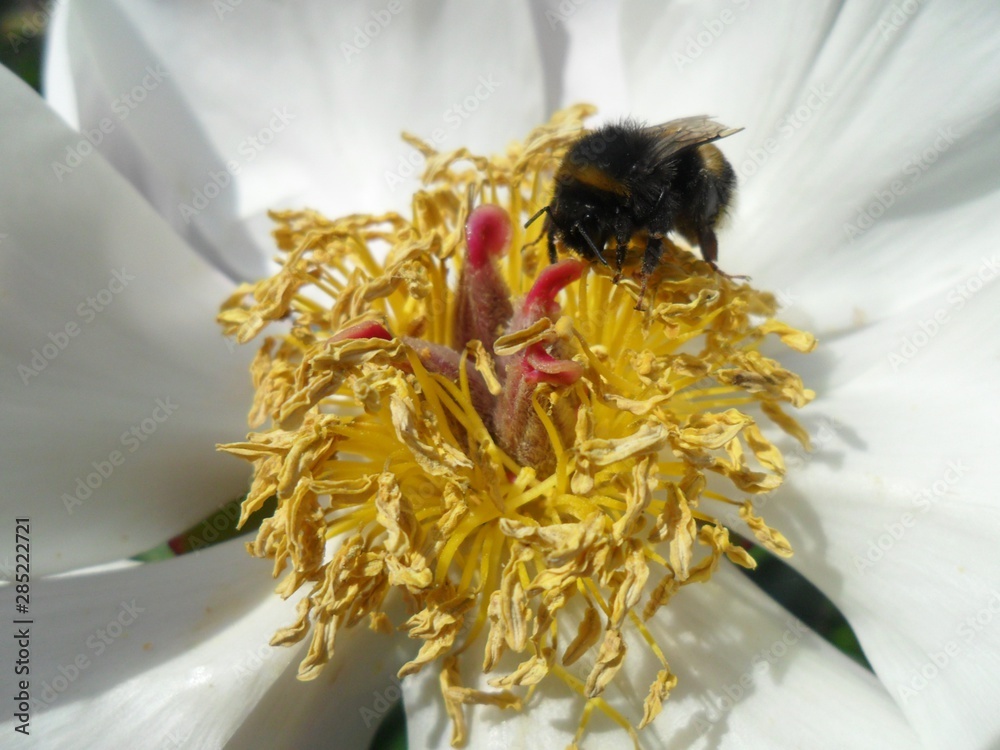 Wall mural bee on flower