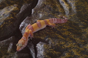 게코. 도마뱀.애완용. 애완용도마뱀. 