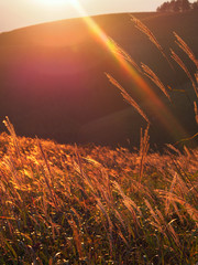 秋、夕焼けに輝く草原