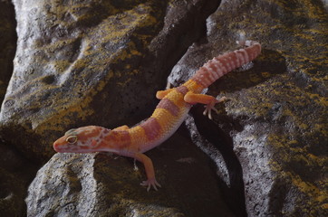 게코. 도마뱀.애완용. 애완용도마뱀. 