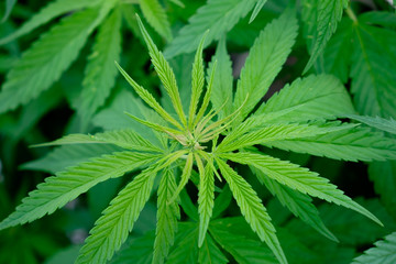 Saturated leaves on marijuana bushes. Top