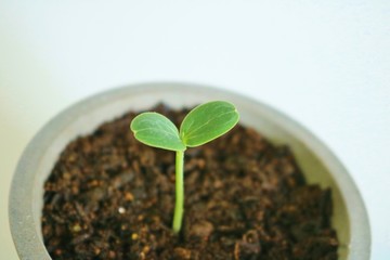 二葉　成長　野菜　杤木