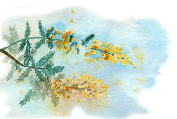 Watercolor illustration of a mimosa flower branch on a light blue background. Wet on wet style