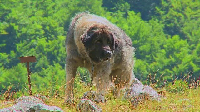 Big mountain shepherd dog. Mountain dog kept village household