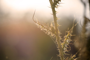 Obraz premium Thistle flowers (Cardus Marianus) at the top of the mountains at sunset