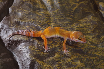 게코. 도마뱀.애완용. 애완용도마뱀. 