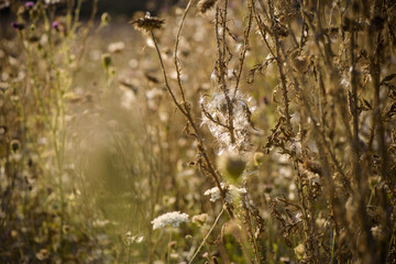 Thistle flowers (Cardus Marianus) at the top of the mountains at sunset