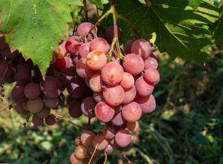 Bunches of grapes in a vineyard in a rural garden