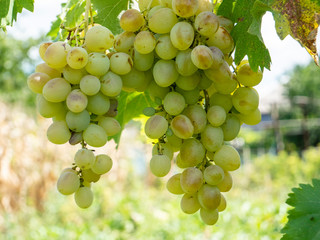 Bunches of grapes in a vineyard in a rural garden