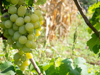 Bunches of grapes in a vineyard in a rural garden