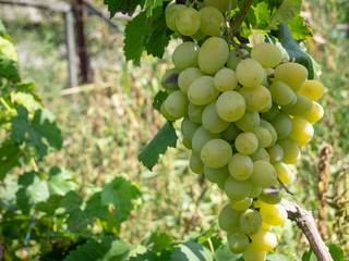 Bunches of grapes in a vineyard in a rural garden