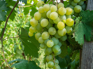 Bunches of grapes in a vineyard in a rural garden