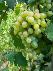Bunches of grapes in a vineyard in a rural garden