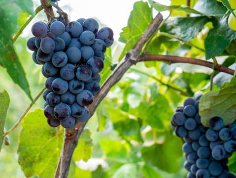 Bunches of grapes in a vineyard in a rural garden