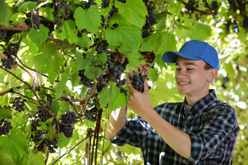handsome young guy picks grapes