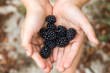 blackberry in children's palms harvest of berries blurred background autumn leaves