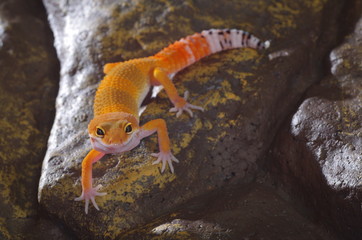 게코. 도마뱀.애완용. 애완용도마뱀.