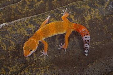 게코. 도마뱀.애완용. 애완용도마뱀.