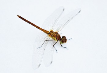 Libelle vor weißem Hintergrund