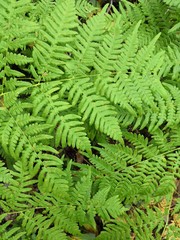 fern in forest