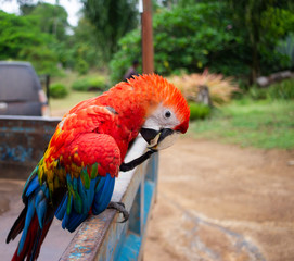 Red parrot portrait