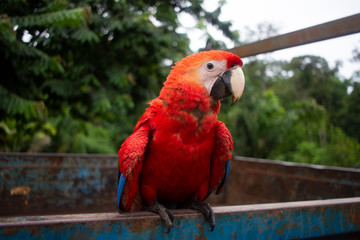 portrait of a parrot red outside