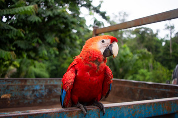 portrait of a parrot red sitting outside. Face closeup of a red parrot with a green background, surrounded by nature