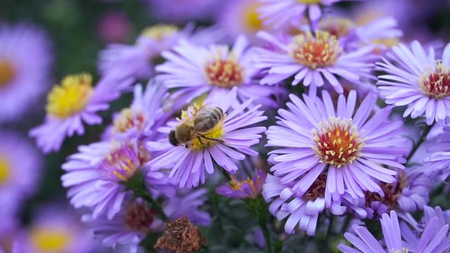 Honeybee sitting on the violet or blue flower