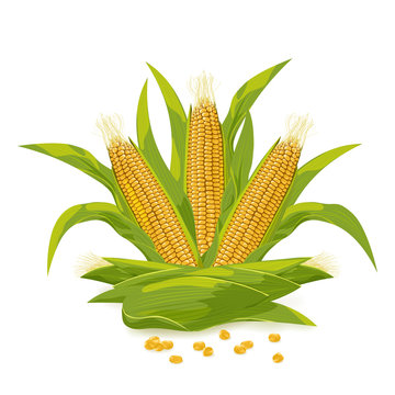 Corn cob and grain logo vector illustration.