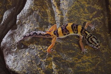 게코. 도마뱀.애완용. 애완용도마뱀.