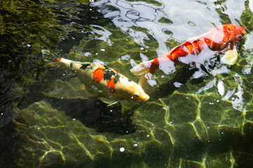 A group of carp in the pool