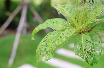 Green leaf with holes eaten by worms.