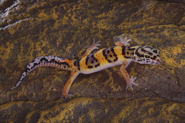 게코. 도마뱀.애완용. 애완용도마뱀.